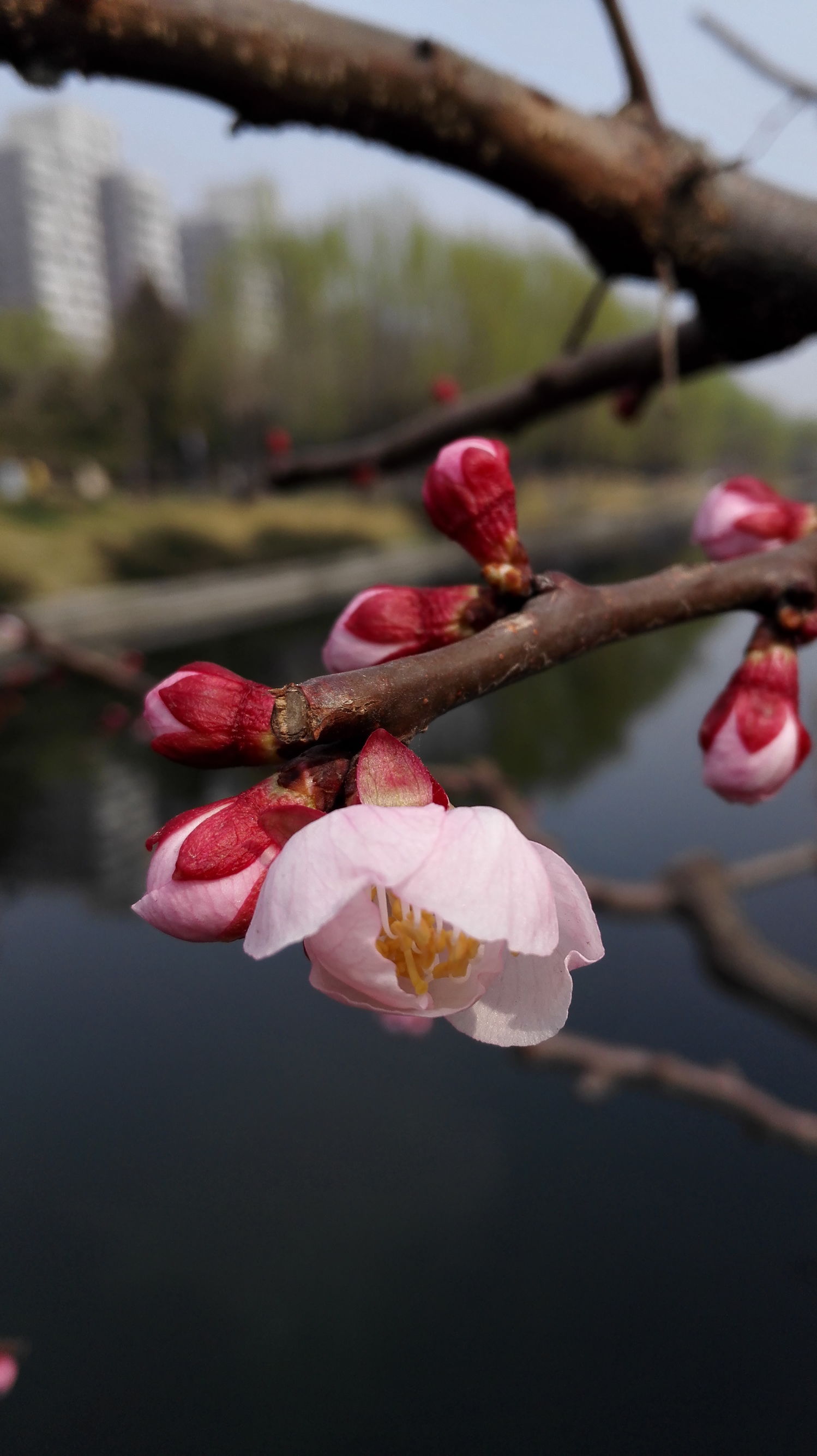 怎样判断鱼缺氧,鱼缺氧有效方法