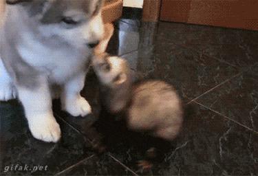 小婊砸,这是我的,别跟我抢