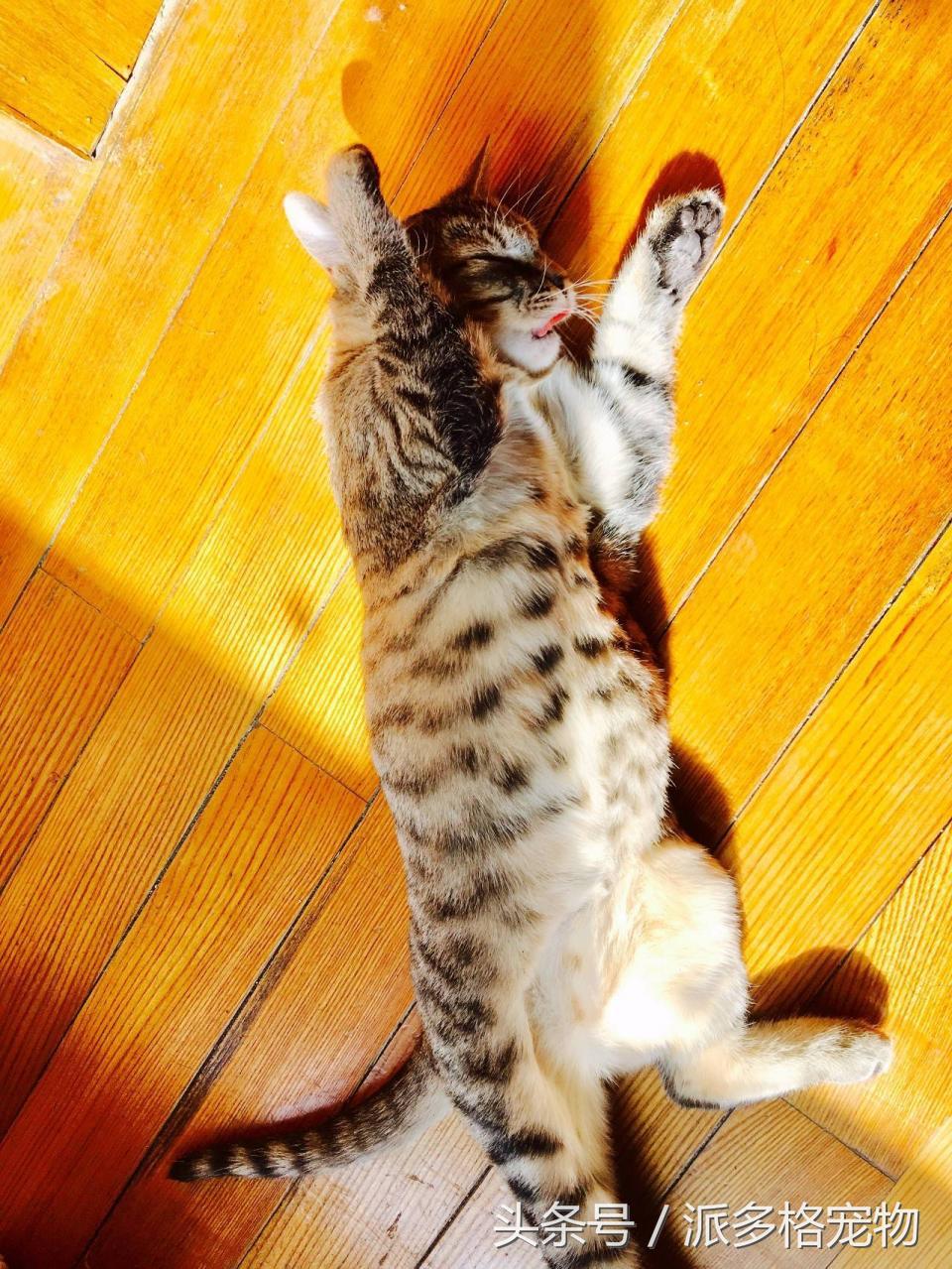 宠物肚皮上小秘密还挺多,当然手感也是一级棒!