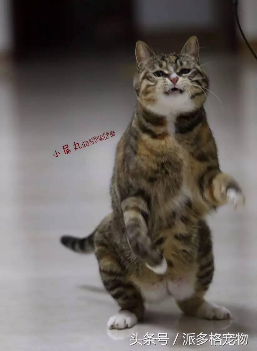 宠物肚皮上小秘密还挺多,当然手感也是一级棒!