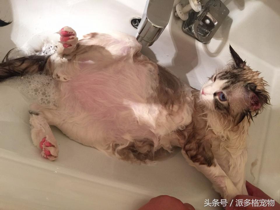 宠物肚皮上小秘密还挺多,当然手感也是一级棒!