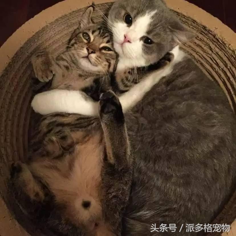 宠物肚皮上小秘密还挺多,当然手感也是一级棒!