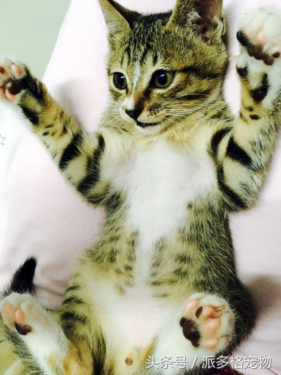 宠物肚皮上小秘密还挺多,当然手感也是一级棒!