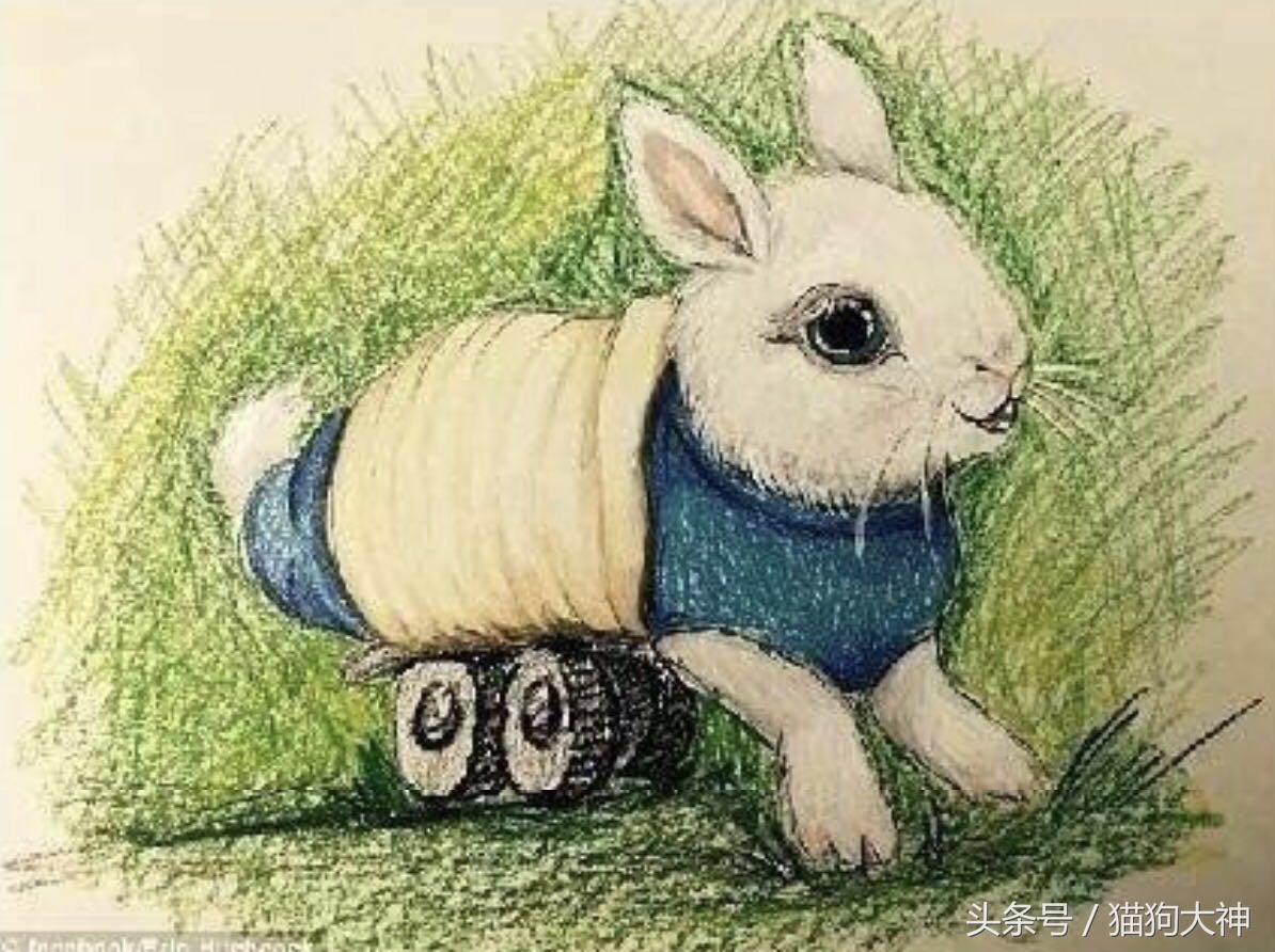 兔子宝宝被主人打哭而且还被打伤,兔宝宝被大兔子攻击