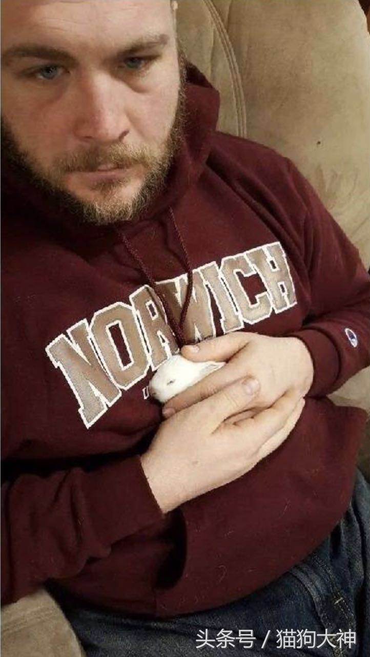 兔子宝宝被主人打哭而且还被打伤,兔宝宝被大兔子攻击