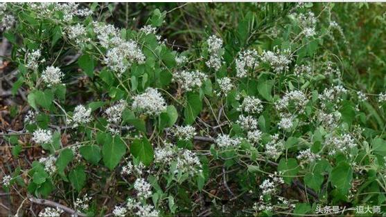 农村常见的粉红色野花,农村常见的8种野花