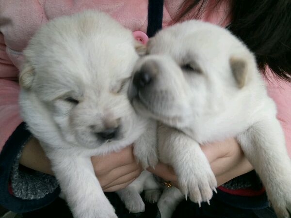 中华田园犬舌头是黑花色,一只黄色的中华田园犬