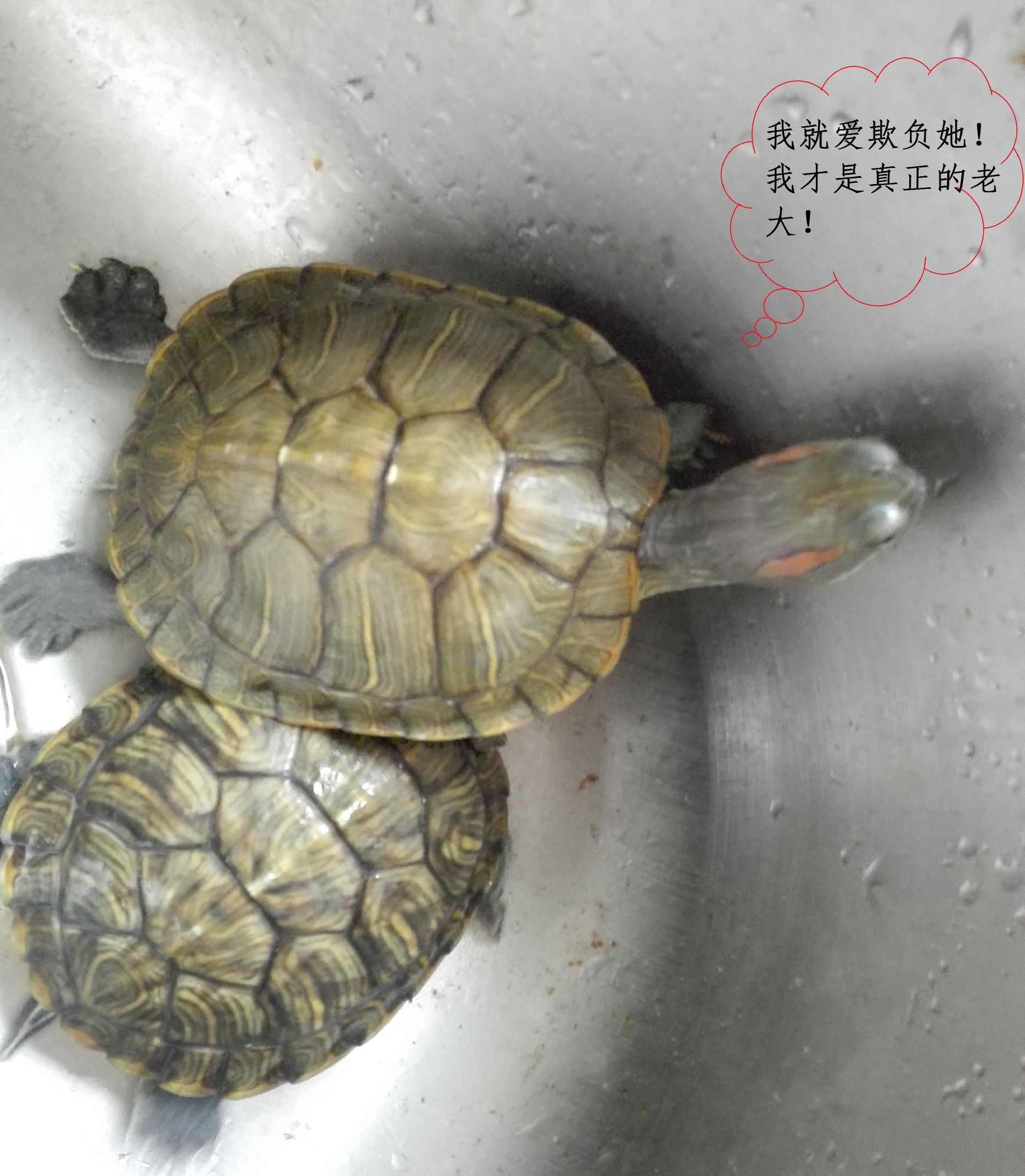 巴西龟小龟怎么养详细介绍,养龟入门如何养好一只巴西龟