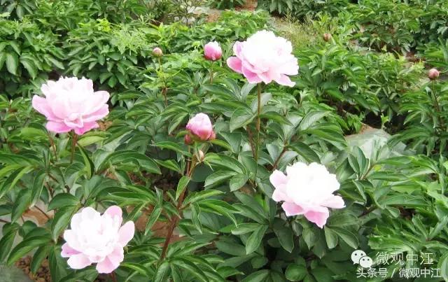 四川德阳最美景区,德阳中江最好的镇