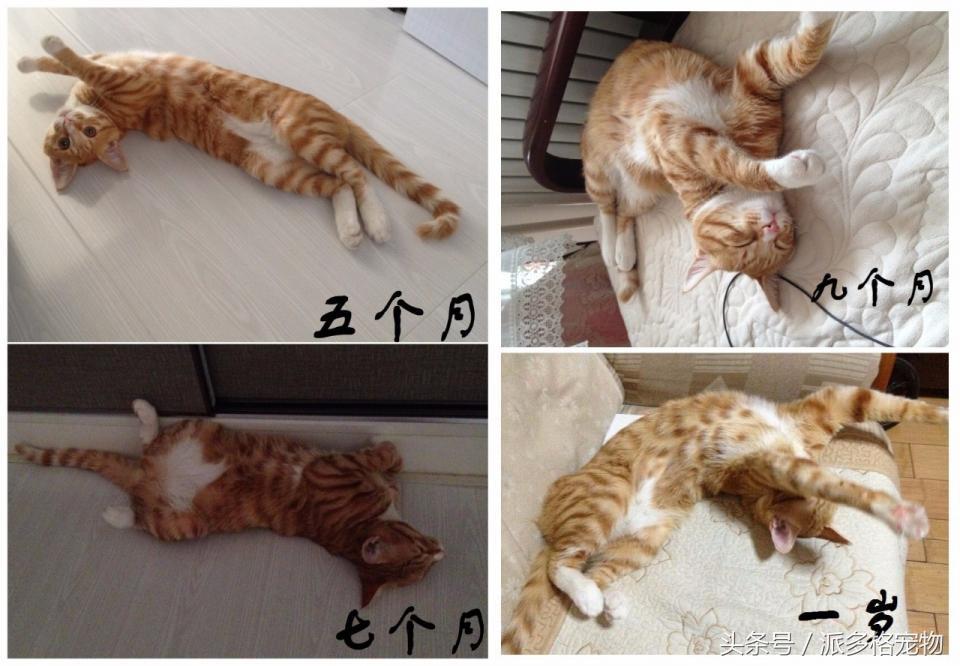 宠物肚皮上小秘密还挺多,当然手感也是一级棒!