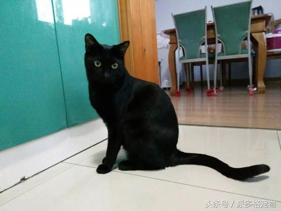 宠物肚皮上小秘密还挺多,当然手感也是一级棒!