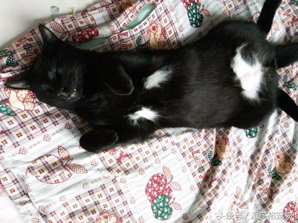 宠物肚皮上小秘密还挺多,当然手感也是一级棒!