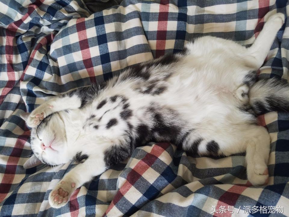 宠物肚皮上小秘密还挺多,当然手感也是一级棒!