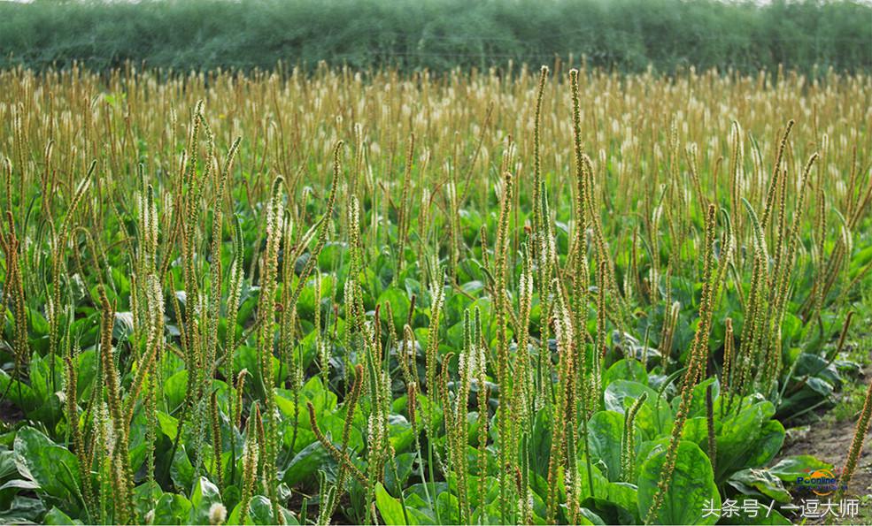 农村常见的粉红色野花,农村常见的8种野花