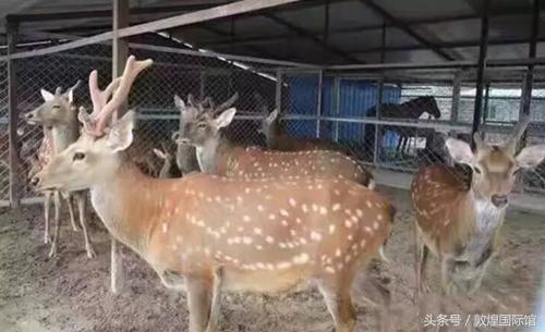 原生态无污染绿色食物,聚贤生态园李家铁锅炖凉菜菜单