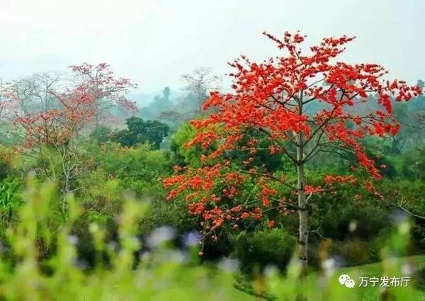 木棉花礼赞作文,木棉花之语