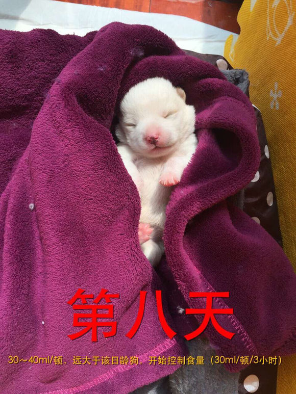 捡到了流浪狗怎么养,流浪小奶狗刚到家怎么养