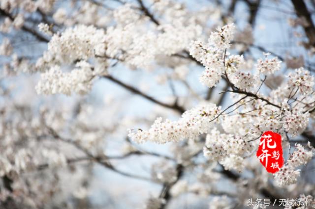最美人间四月天花开如梦,最美人间四月天书香浸润满校园