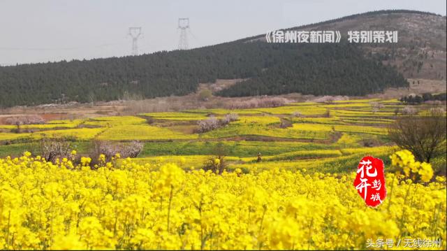 最美人间四月天花开如梦,最美人间四月天书香浸润满校园