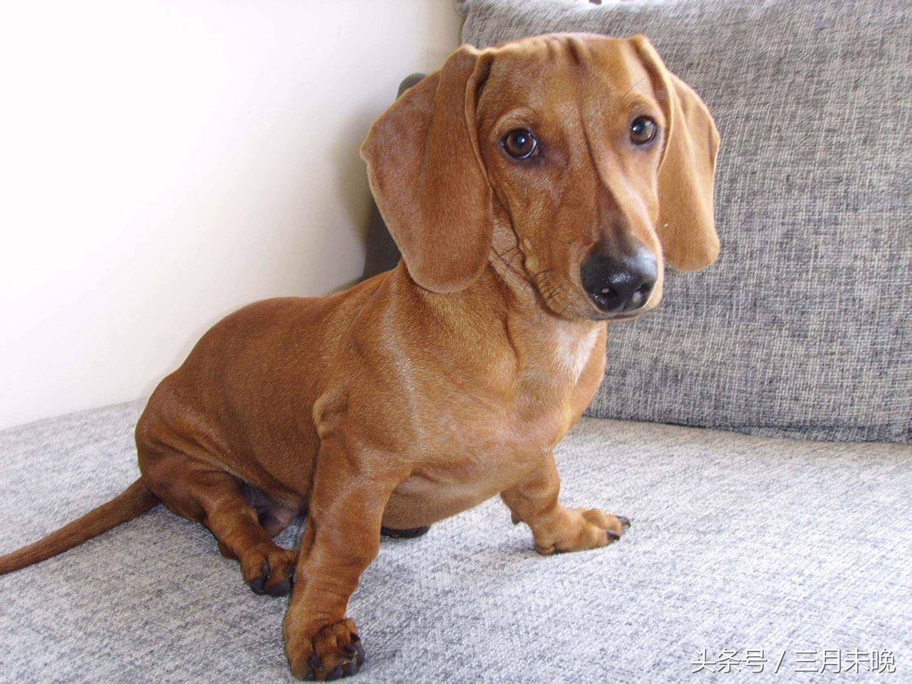 狗狗比较贵的排名,盘点那些超好看的狗狗价格还不贵