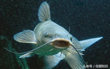 孕妇六种禁忌食物，为什么大部分中国照常吃？