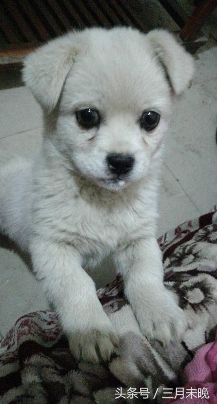 狗狗比较贵的排名,盘点那些超好看的狗狗价格还不贵