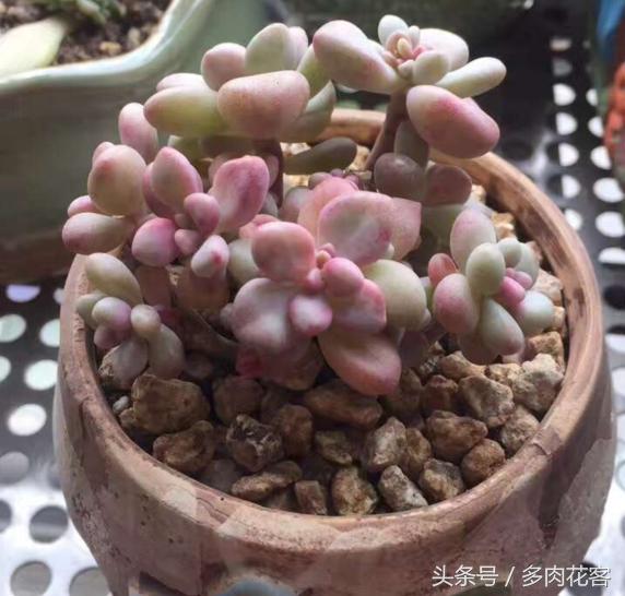 多肉植物与其他植物的区别,多肉植物艾伦