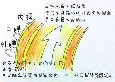 a型主动脉夹层是什么原因引起的,主动脉夹层b型支架对寿命的影响