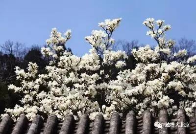 4月整整11天假!瓷器们,这些好消息请查收!