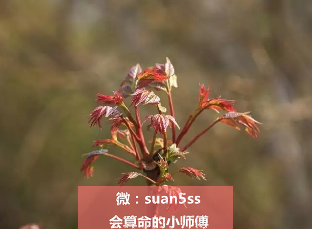春天正是吃野菜的好时令,云南墨江时令野菜上市尝鲜正当时