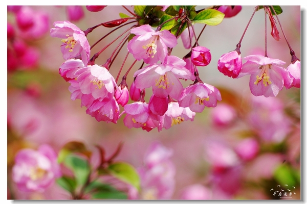 西安牡丹苑花还开着没,西安垂丝海棠哪里有卖