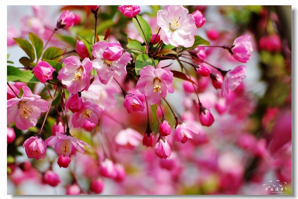 西安牡丹苑花还开着没,西安垂丝海棠哪里有卖