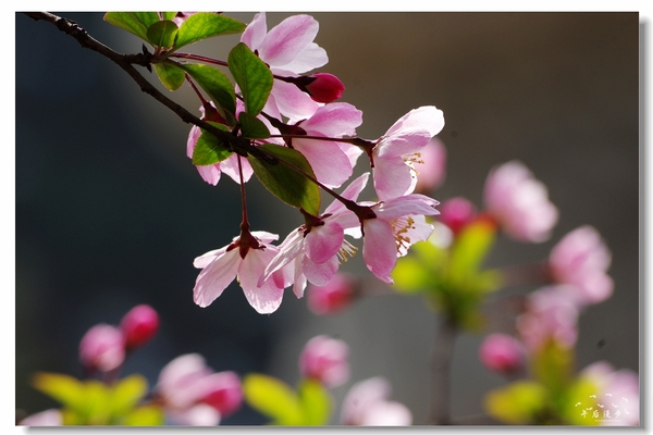 西安牡丹苑花还开着没,西安垂丝海棠哪里有卖
