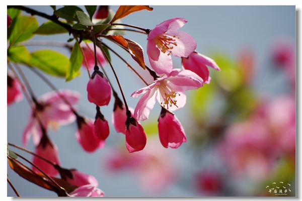 西安牡丹苑花还开着没,西安垂丝海棠哪里有卖