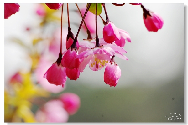 西安牡丹苑花还开着没,西安垂丝海棠哪里有卖