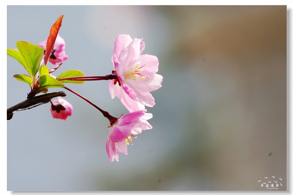 西安牡丹苑花还开着没,西安垂丝海棠哪里有卖