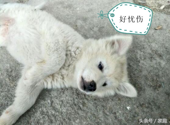 怎么分辨萨摩耶纯不纯,萨摩耶怎么鉴别纯不纯