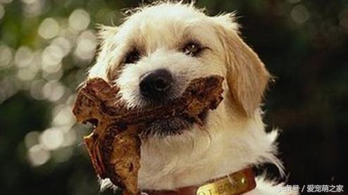 训练狗狗不乱吃地上东西视频,狗狗乱吃东西怎么教育它