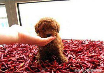 训练狗狗不乱吃地上东西视频,狗狗乱吃东西怎么教育它