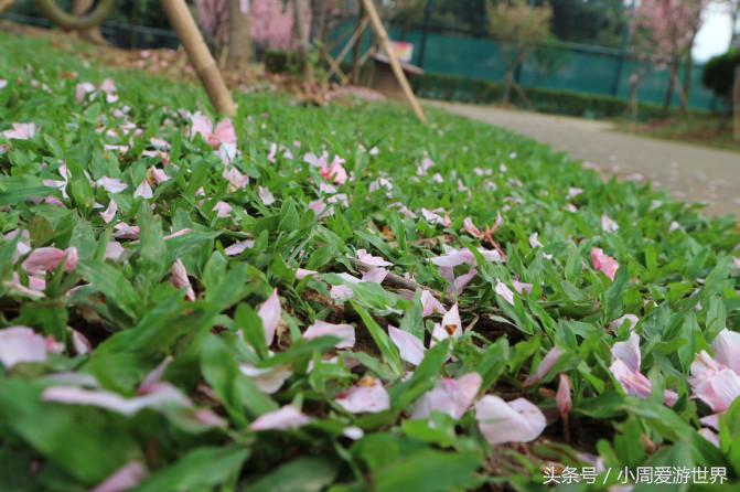 不用去日本深圳就能看樱花,日本樱花必看