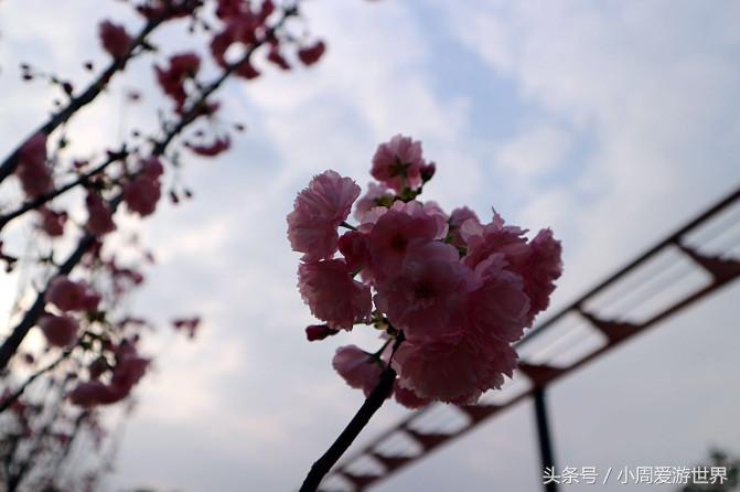 不用去日本深圳就能看樱花,日本樱花必看