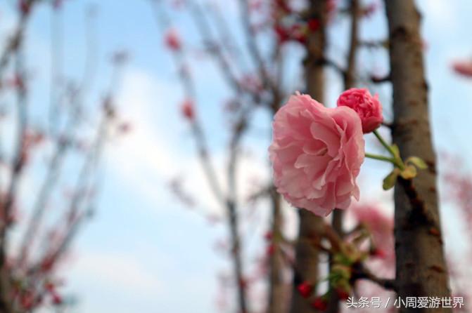 不用去日本深圳就能看樱花,日本樱花必看