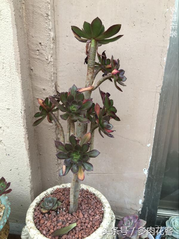 有一种肉肉叫做别人家的多肉第9期简月的肉肉