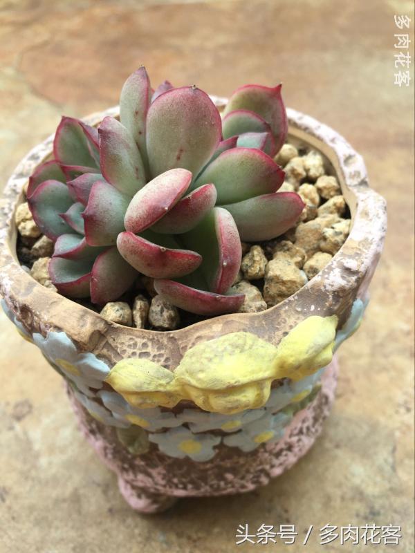 有一种肉肉叫做别人家的多肉第9期简月的肉肉