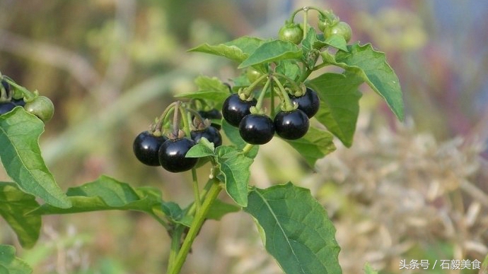 机器灵砍菜刀张卫,机器灵砍菜刀曲谱