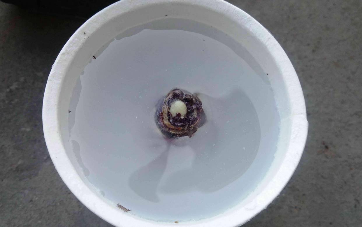 风信子夹箭是因为冷处理时间短吗,风信子败花以后怎么处理