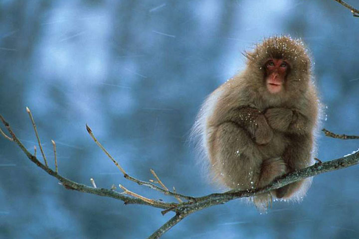 日本有一只很可爱的猴子,日本猴子玩手机