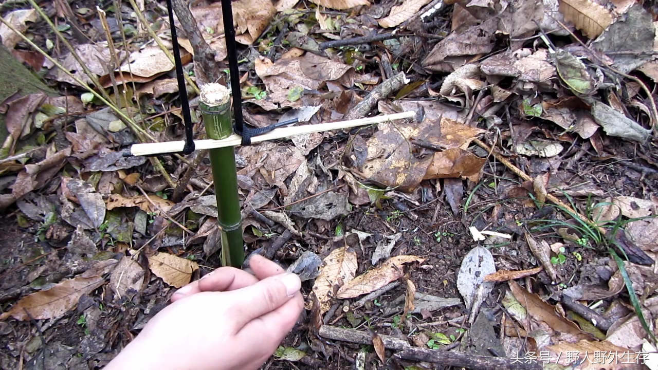 狩猎陷阱小视频,狩猎陷阱可以抓啥