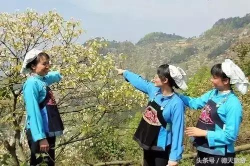 油桐花节完整视频,油桐花旅游节