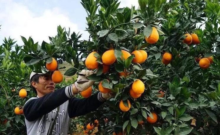 最新全国柑橘种植分布图,最新全国柑橘种植分布